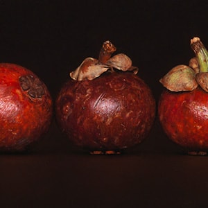 マンゴスチン　23.5×11.75cm　2012年　acrylic, alkyd, oil on canvas